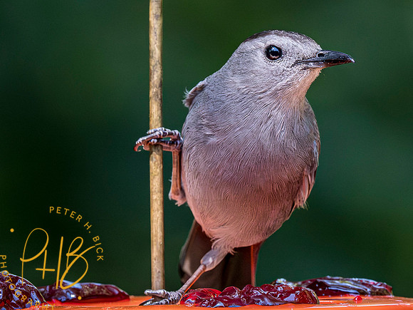 Indiana Birds and Wildlife 2023 5315-Enhanced-NR