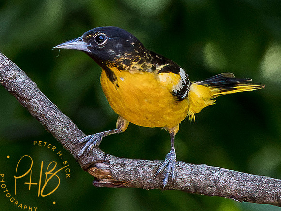Indiana Birds and Wildlife 2023 5326-Enhanced-NR
