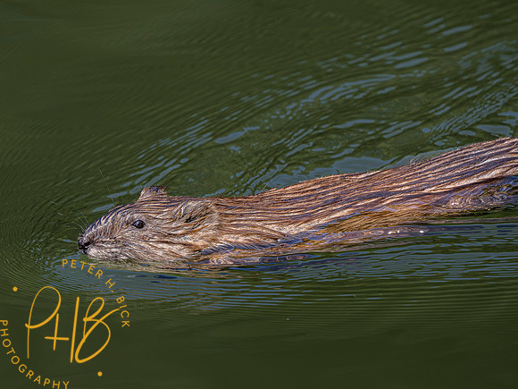 Indiana Birds and Wildlife 2023 5346-Enhanced-NR