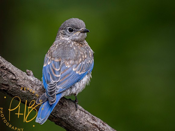 Indiana Birds and Wildlife 2023 5564-Enhanced-NR
