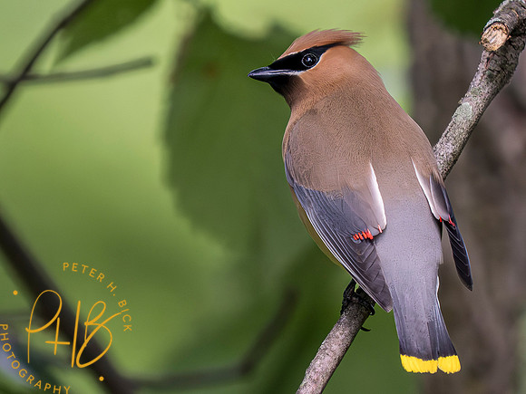 Indiana Birds and Wildlife 2023 5593-Enhanced-NR