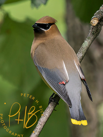Indiana Birds and Wildlife 2023 5599-Enhanced-NR