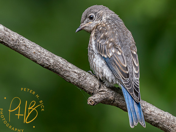 Indiana Birds and Wildlife 2023 5631-Enhanced-NR