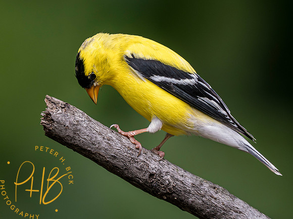 Indiana Birds and Wildlife 2023 5675-Enhanced-NR