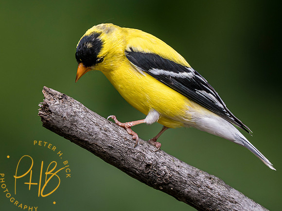 Indiana Birds and Wildlife 2023 5677-Enhanced-NR
