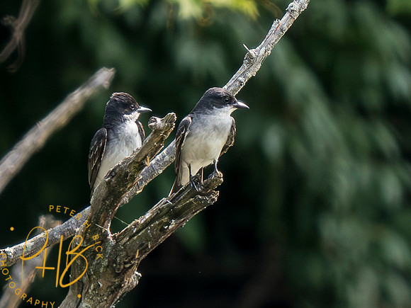 Indiana Birds and Wildlife 2023 5757-Enhanced-NR
