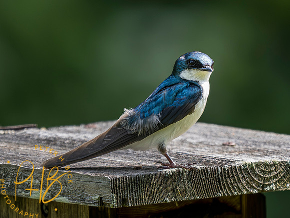 Indiana Birds and Wildlife 2023 5766-Enhanced-NR