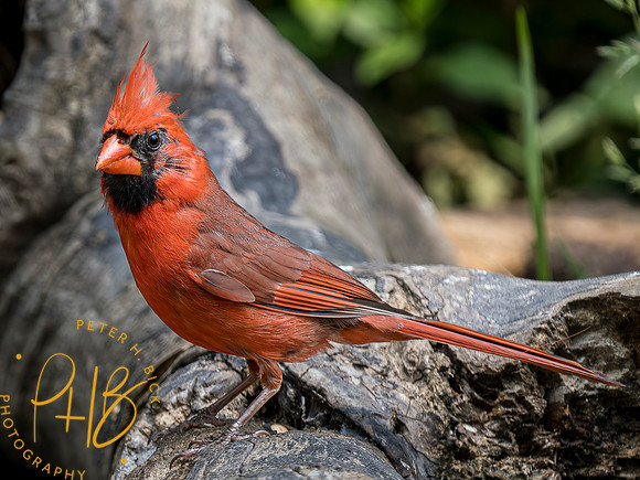 Indiana Birds and Wildlife 2023 5786-Enhanced-NR