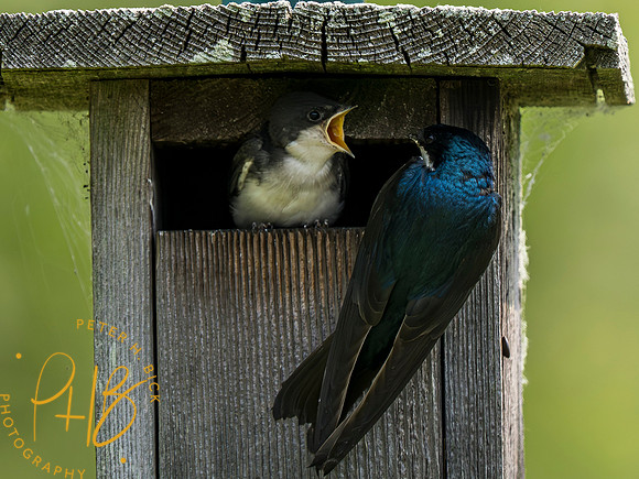 Indiana Birds and Wildlife 2023 5795-Enhanced-NR