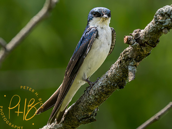 Indiana Birds and Wildlife 2023 5800-Enhanced-NR