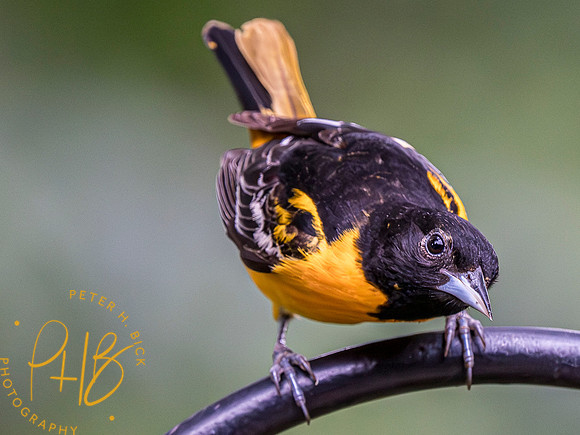 Indiana Birds and Wildlife 2023 5869-Enhanced-NR