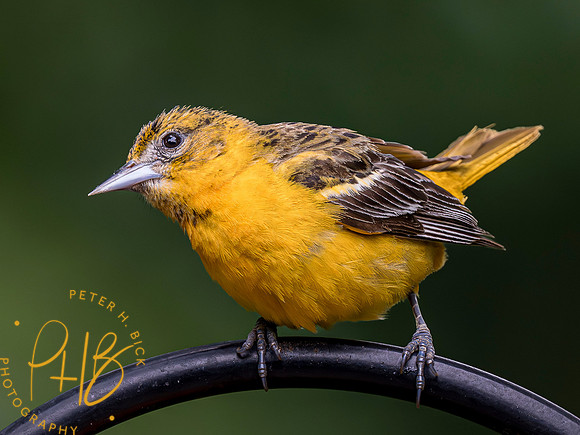 Indiana Birds and Wildlife 2023 5950-Enhanced-NR