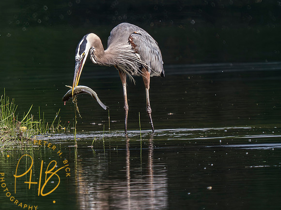 Indiana Birds and Wildlife 2023 5977-Enhanced-NR
