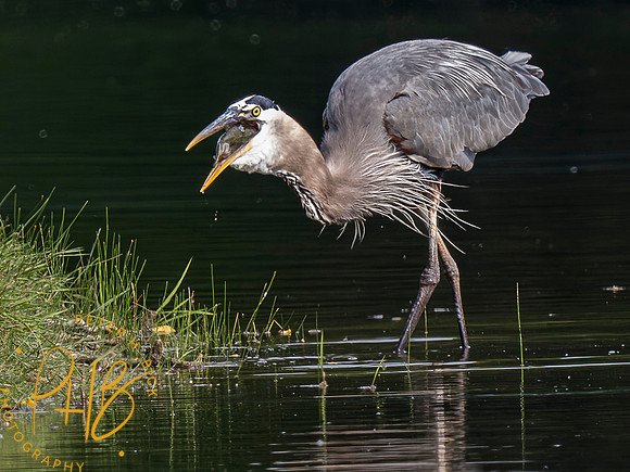 Indiana Birds and Wildlife 2023 5981-Enhanced-NR