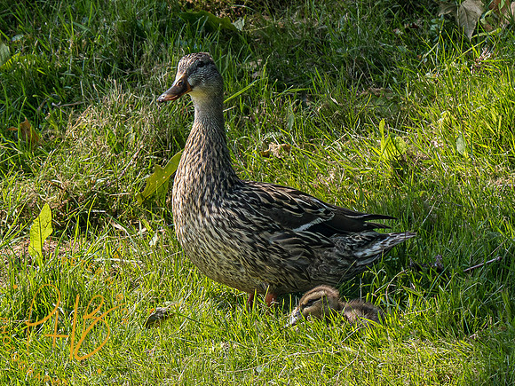 Indiana Birds and Wildlife 2023 6013-Enhanced-NR