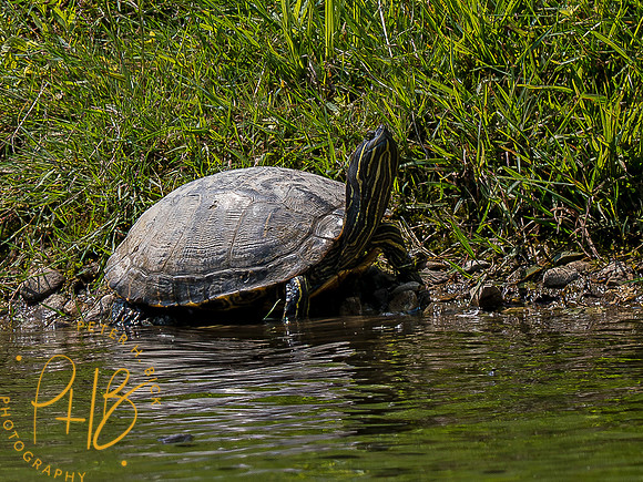 Indiana Birds and Wildlife 2023 6028-Enhanced-NR
