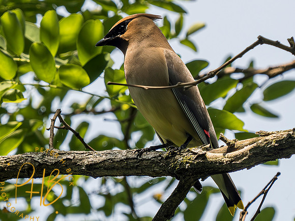 Indiana Birds and Wildlife 2023 6061-Enhanced-NR