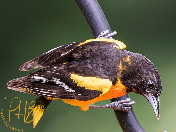 Indiana Birds and Wildlife 2023 6204-Enhanced-NR