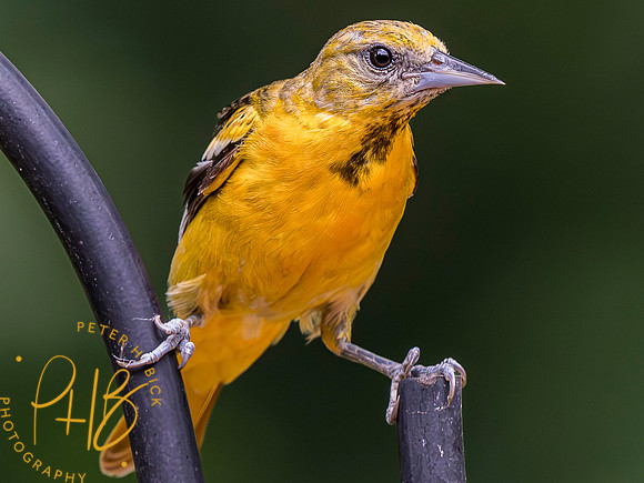 Indiana Birds and Wildlife 2023 6227-Enhanced-NR