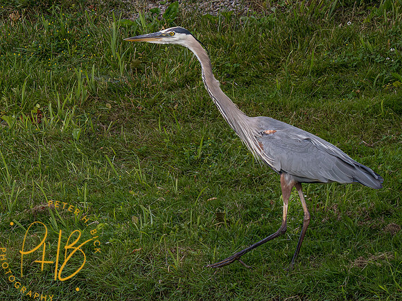 Indiana Birds and Wildlife 2023 6344-Enhanced-NR
