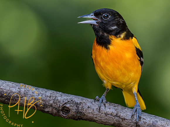 Indiana Birds and Wildlife 2023 6421-Enhanced-NR