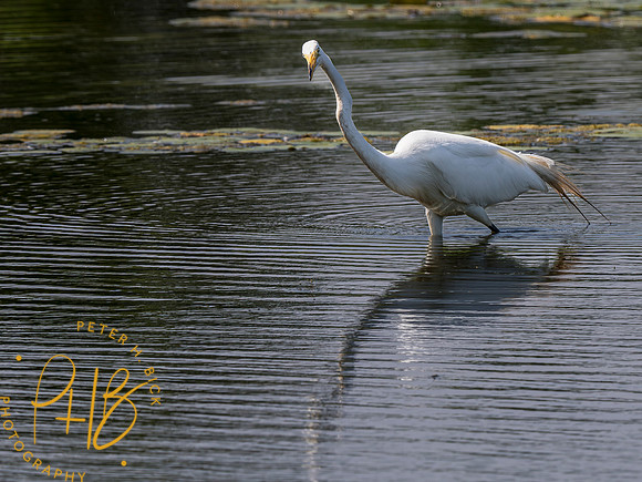 Indiana Birds and Wildlife 2023 6473-Enhanced-NR