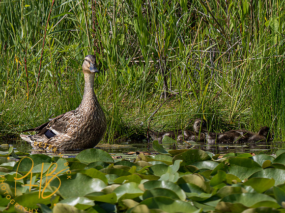 Indiana Birds and Wildlife 2023 6484-Enhanced-NR