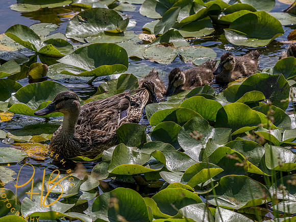 Indiana Birds and Wildlife 2023 6491-Enhanced-NR