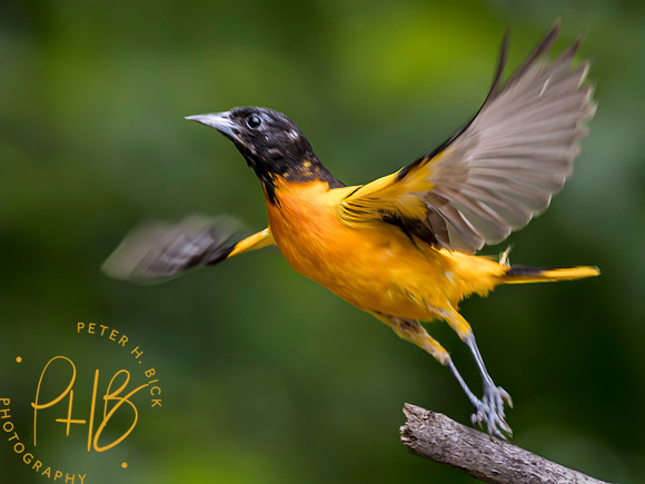 Indiana Birds and Wildlife 2023 6574-Enhanced-NR