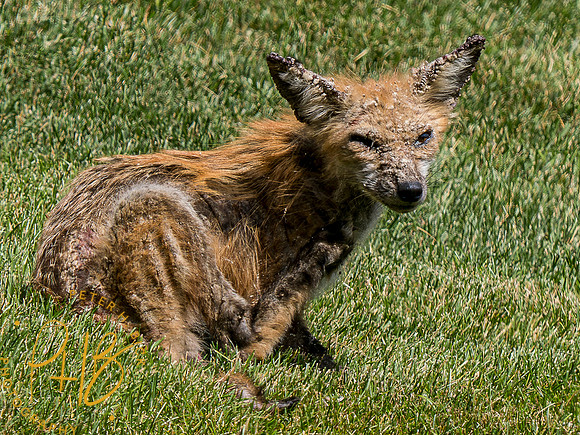 Indiana Birds and Wildlife 2023 6650-Enhanced-NR