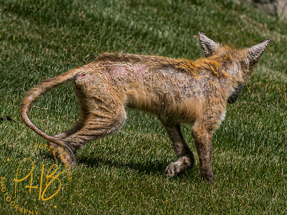 Indiana Birds and Wildlife 2023 6675-Enhanced-NR
