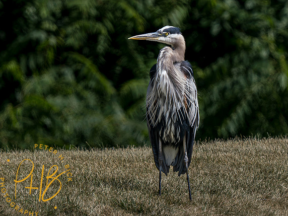 Indiana Birds and Wildlife 2023 6680-Enhanced-NR