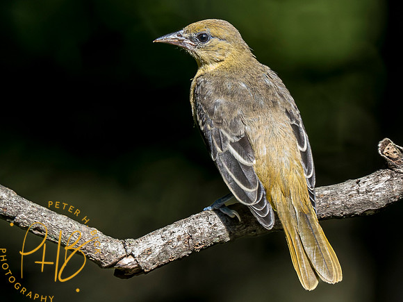 Indiana Birds and Wildlife 2023 6710-Enhanced-NR