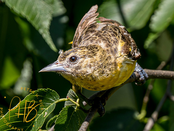 Indiana Birds and Wildlife 2023 6756-Enhanced-NR
