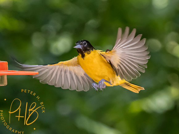 Indiana Birds and Wildlife 2023 6939-Edit