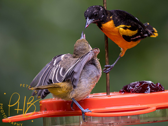 Indiana Birds and Wildlife 2023 7001-Enhanced-NR