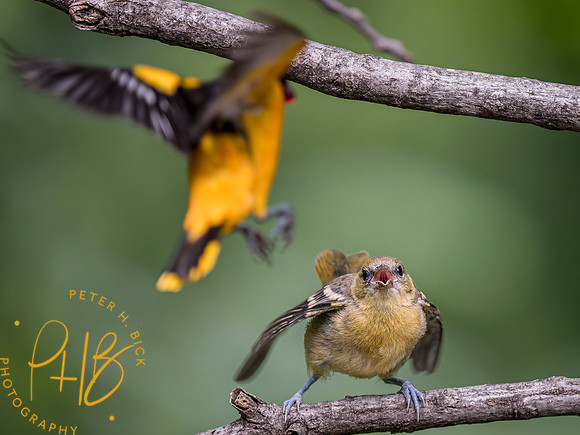 Indiana Birds and Wildlife 2023 7168-Enhanced-NR