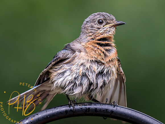 Indiana Birds and Wildlife 2023 7236-Enhanced-NR