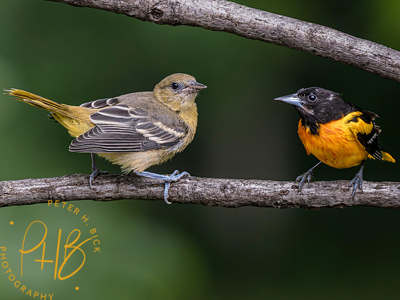 Indiana Birds and Wildlife 2023 7263-Enhanced-NR