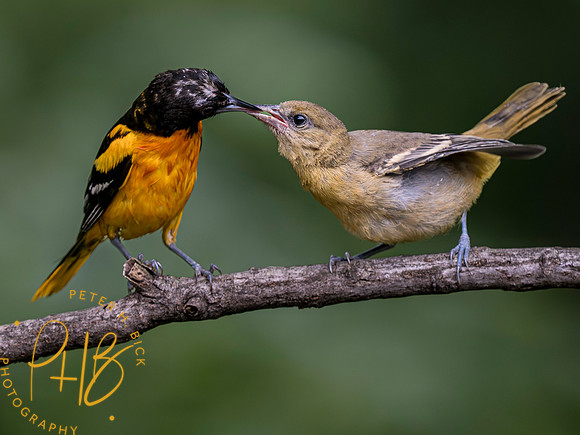 Indiana Birds and Wildlife 2023 7287-Enhanced-NR