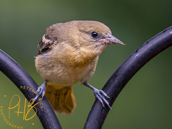 Indiana Birds and Wildlife 2023 7292-Enhanced-NR