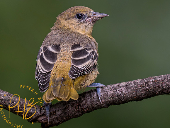 Indiana Birds and Wildlife 2023 7337-Enhanced-NR