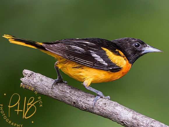 Indiana Birds and Wildlife 2023 7341-Enhanced-NR