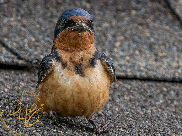 Indiana Birds and Wildlife 2023 7368-Enhanced-NR