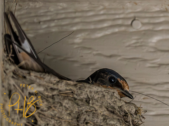Indiana Birds and Wildlife 2023 7446-Enhanced-NR