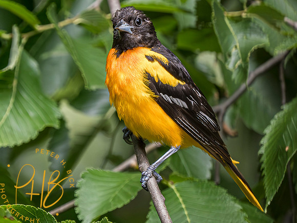 Indiana Birds and Wildlife 2023 7472-Enhanced-NR