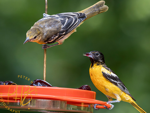 Indiana Birds and Wildlife 2023 7715-Enhanced-NR
