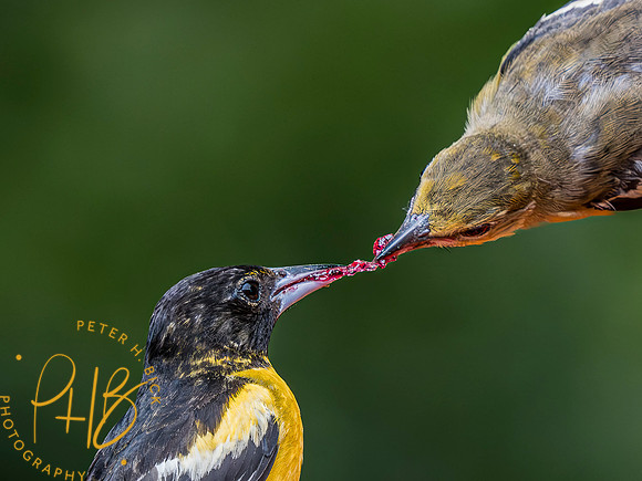 Indiana Birds and Wildlife 2023 7723-Enhanced-NR-Edit
