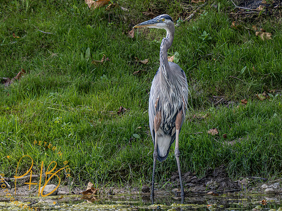Indiana Birds and Wildlife 2023 7749-Enhanced-NR-Edit