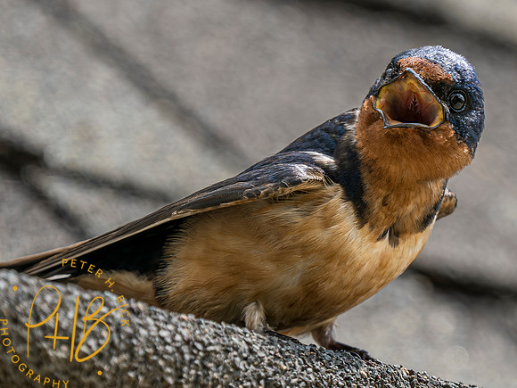Indiana Birds and Wildlife 2023 7762-Enhanced-NR